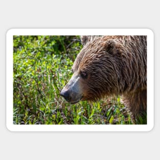 Grizzly Smile Sticker